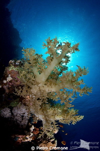 Soft coral in the sunlight by Pietro Cremone 